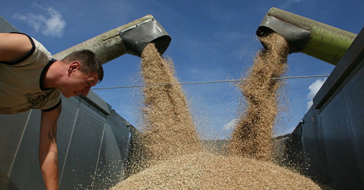 Самое большое зерно. На олотили больше зерна статья. Куча зерна. Waste grain. Уборка пшеницы.