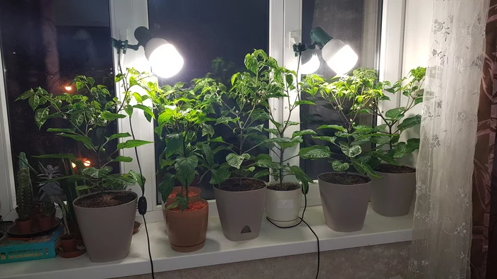 Bad again?! - My, Pepper farming, Growbox, Plant growing, Longpost