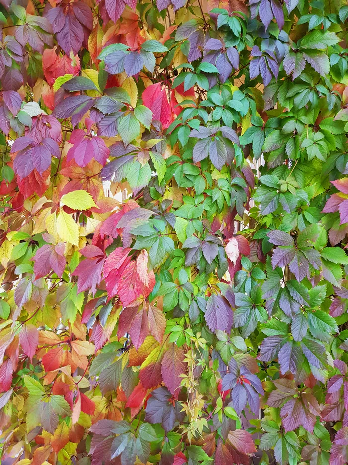 Autumn - My, Autumn, Leaves, Grape, The photo, Autumn leaves