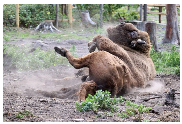 Bison: The fate is more tragic than that of our American relatives. What is the difference between a bison and a bison? - Bison, Animals, Yandex Zen, Longpost