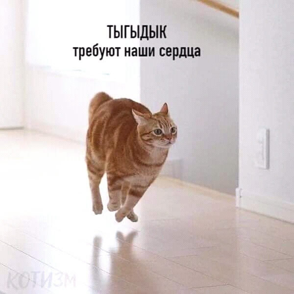 Tygydyk! It's time to tygydyk! - Humor, cat, Tygydyk, Longpost