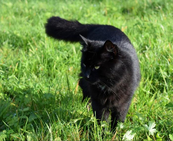 When you tease the darkness... - cat, Black, Kus, Grip, Longpost, Black cat