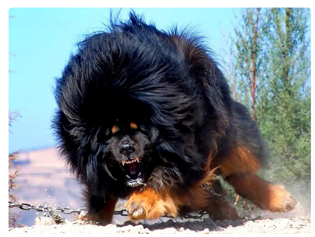 how much is a giant tibetan mastiff