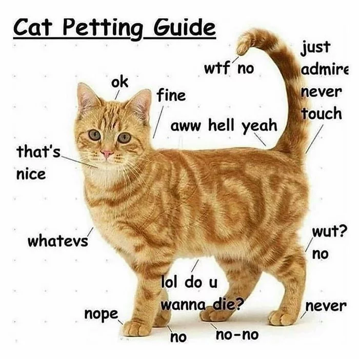 Pattern of petting cats - cat, English language, Pet the cat