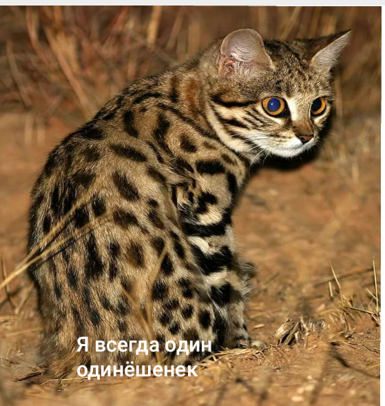 Самая смертоносная кошка на планете | Пикабу