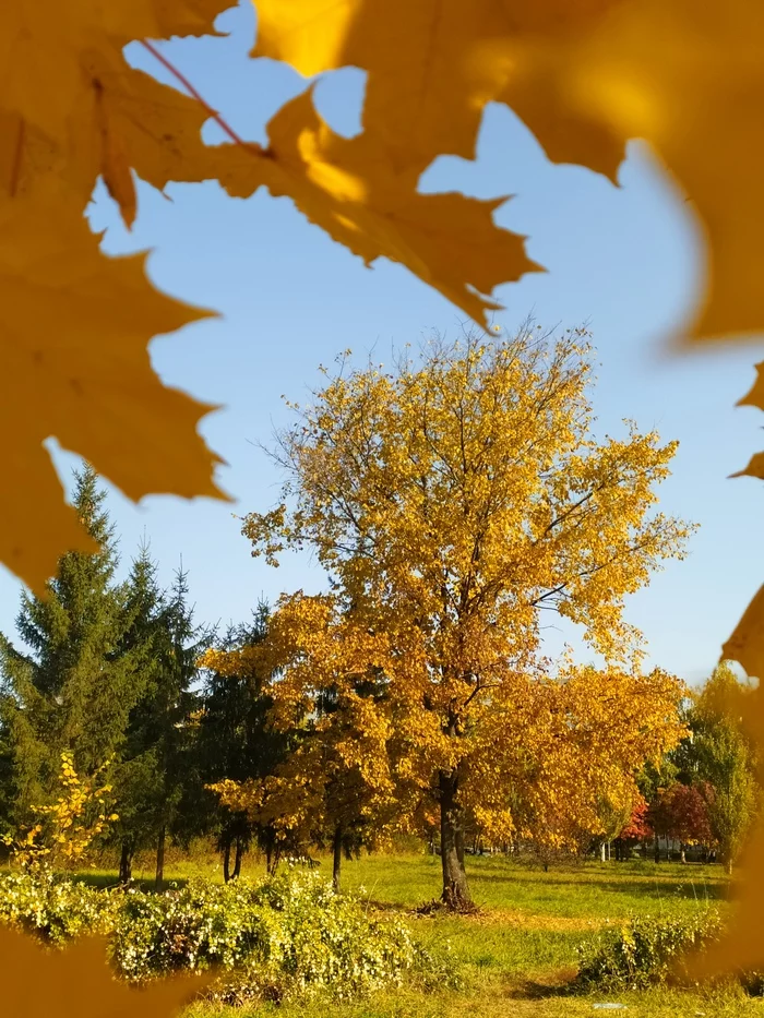 Bright autumn in the city - My, Autumn, Dog, The photo, Longpost, Autumn leaves