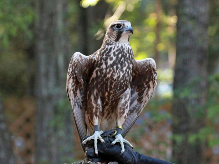 The saker falcon is a worthy representative of the falcon family! - Birds, Saker Falcon, Predator birds, Birds of Prey, Red Book, Poachers, Breeding, Tyva Republic, Video, Longpost