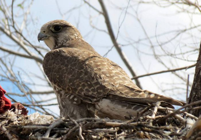 The saker falcon is a worthy representative of the falcon family! - Birds, Saker Falcon, Predator birds, Birds of Prey, Red Book, Poachers, Breeding, Tyva Republic, Video, Longpost