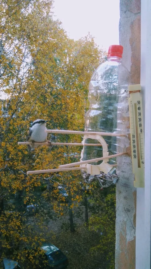 First guests - My, Trough, Nuthatch, Tit, Longpost