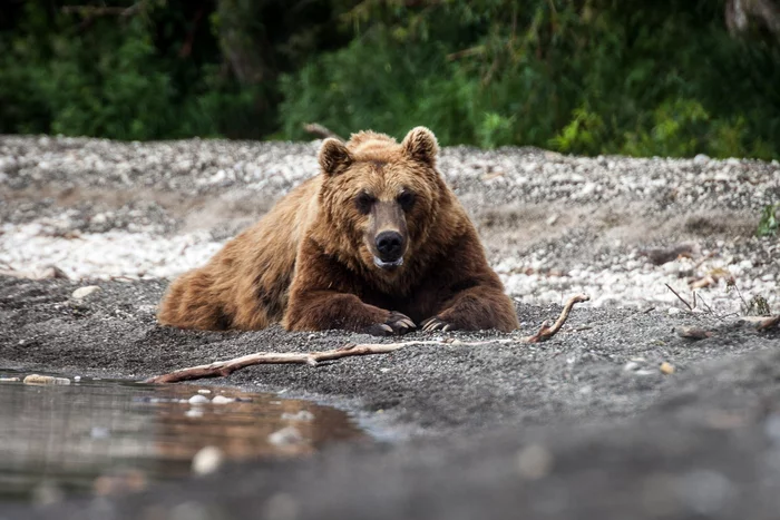 Aksakal of Kuril Lake - The Bears, Brown bears, Kamchatka, Kuril lake, Wild animals, wildlife, The national geographic, The photo