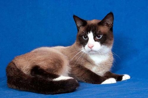 Distant relative found - My, cat, Breed