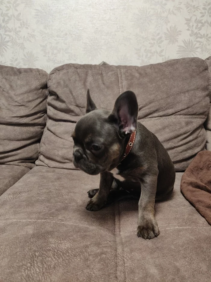 Question for French Bulldog owners - My, French Bulldog, Problem, Question, The strength of the Peekaboo, Longpost, Dog