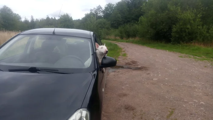 A little Boule in the tape - My, Bull terrier, MiniBul terrier, Travel across Russia, Longpost