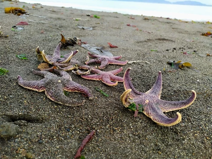 Marine life - My, Pacific Ocean, Marine life, Kamchatka, Longpost