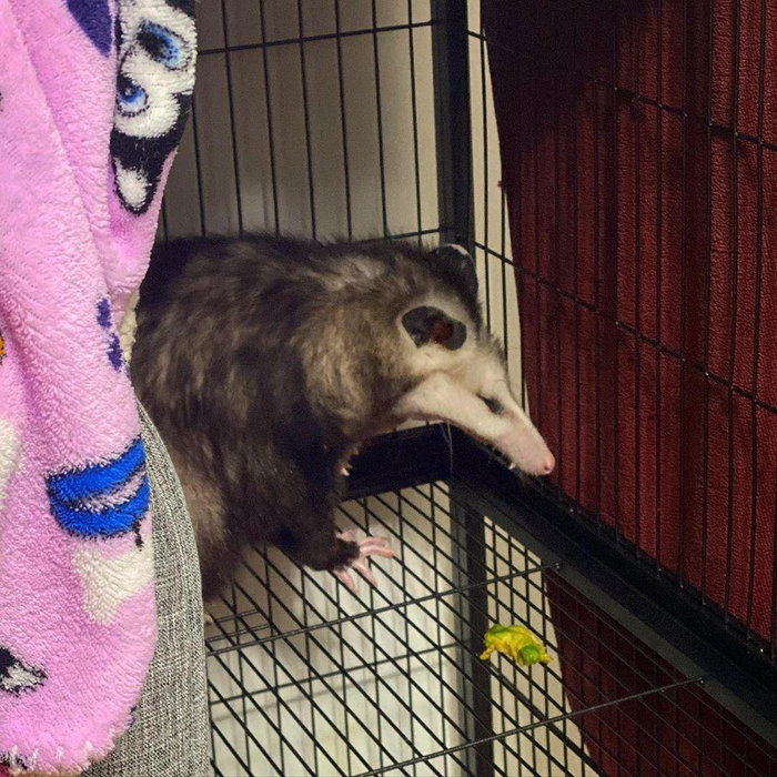 Сидит опять орёт