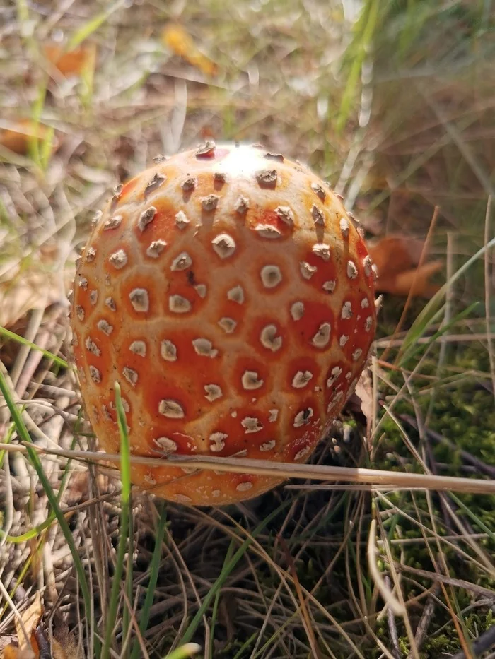 Novosibirsk residents are poisoned by fly agarics. How can you avoid being in their place? - My, Fly agaric, I, Poisoning, Mushrooms, Siberia, Forest, Tourism, Silent hunt, Longpost