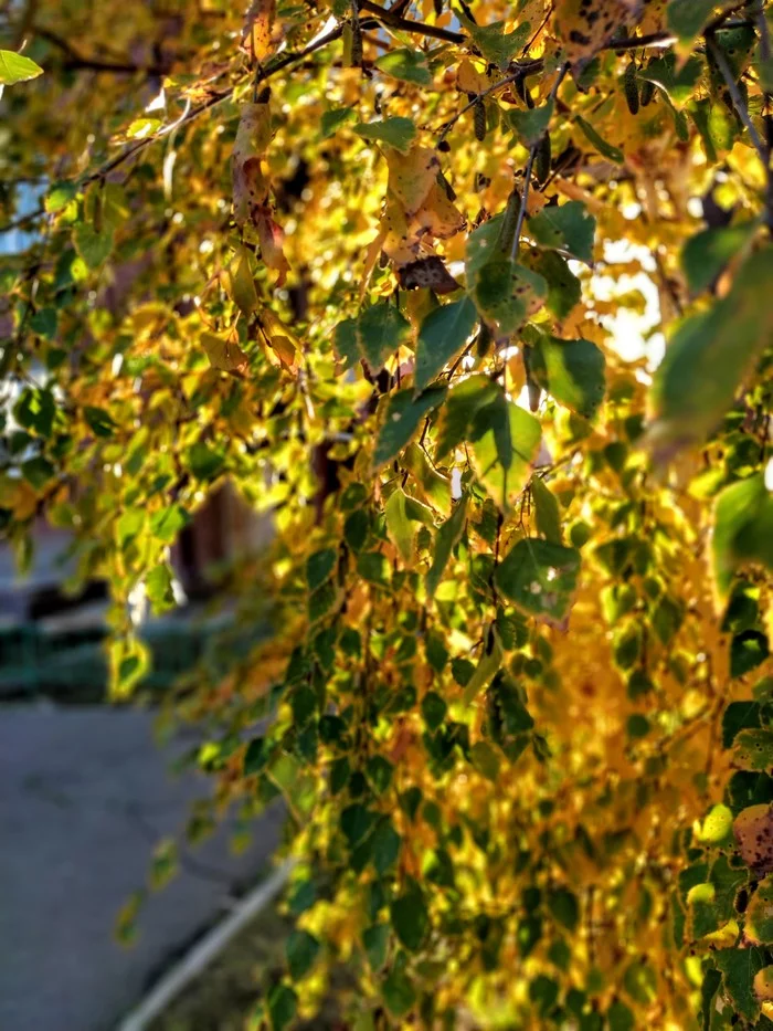 Last warm day - My, Mobile photography, Autumn, Leaves