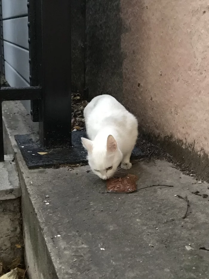 Moscow, white cat found - My, cat, Moscow, Lost, Found a cat, Longpost, No rating, In good hands