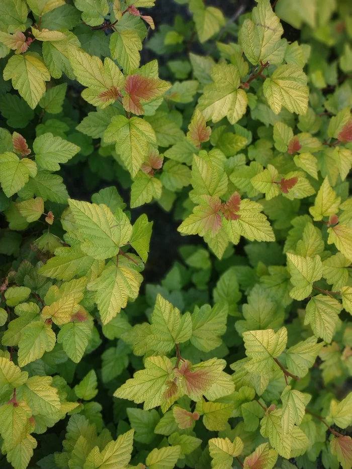 Autumn colors - The photo, Autumn, Leaves