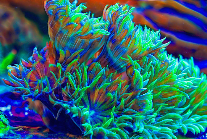 Краски подводного мира