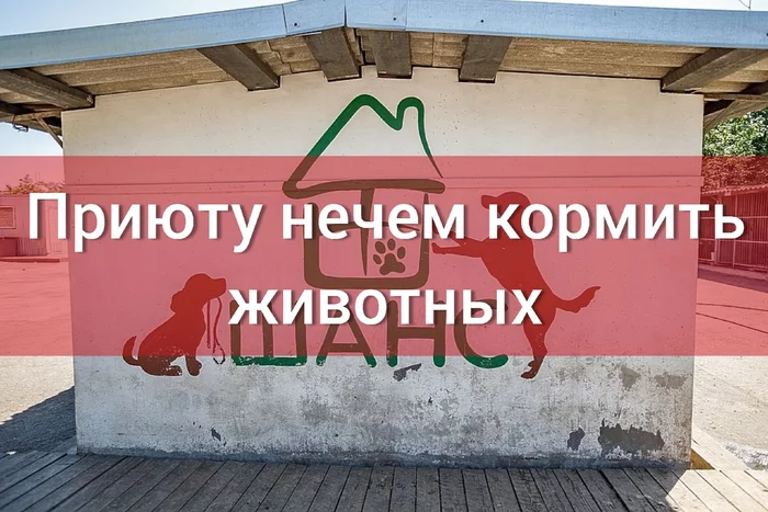 The Pskov zoo shelter CHANCE is on the verge of closing. More than 190 dogs have nothing to feed - Animal protection, Zoo Shelter, Help, No rating