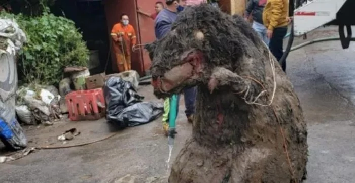 Giant rat found in sewer in Mexico - Video, Mexico, Rat, Reddit, Props, Halloween, Longpost