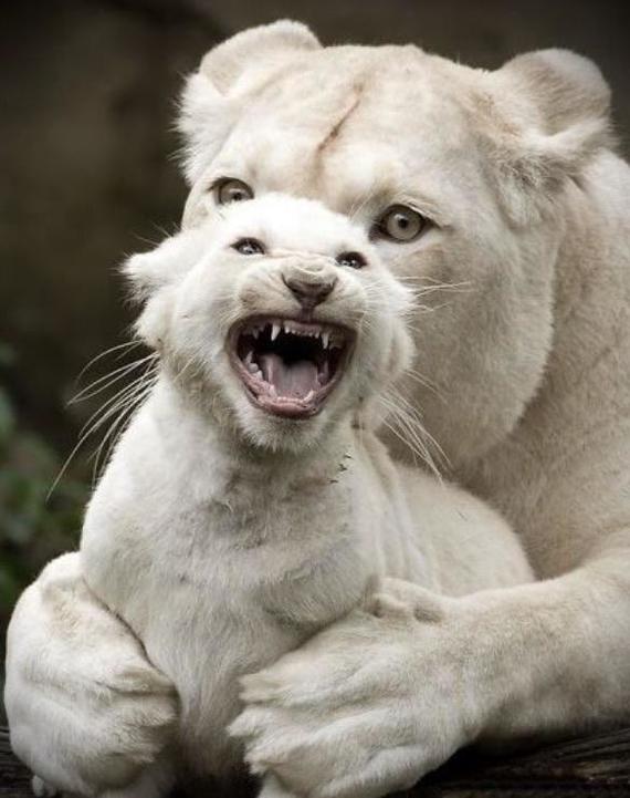 Brave lion cub protects his mother - a lion, Lion cubs, Young, Milota, Big cats, Grin, Lioness, The photo, Wild animals, Animals, Teeth, Fangs