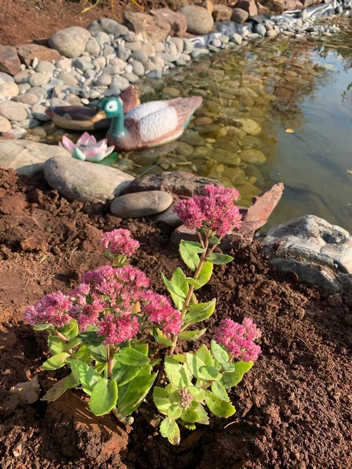 Sedum Vidniy - problem-free succulent - My, Ochitok, Flowers, Succulents, Plants, Gardening, Floriculture, Longpost