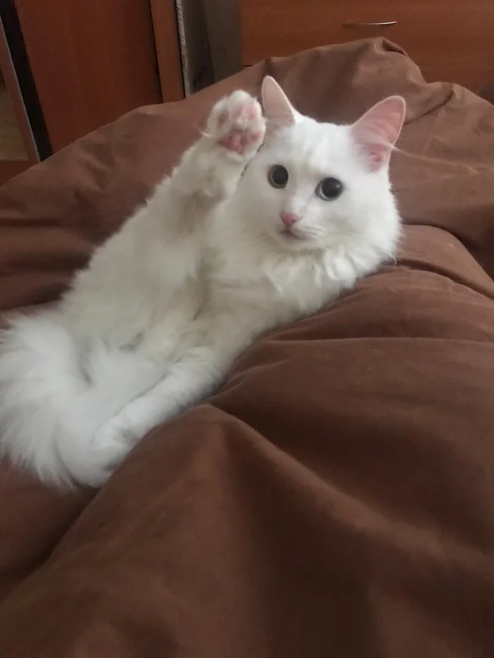 Hoba! - Turkish angora, My, cat, Animals, Heterochromia