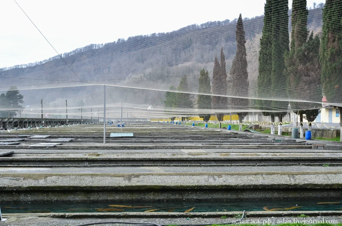 Как выращивают форель в Адлере Рыба, Форель, Как это сделано, Длиннопост, Разведение