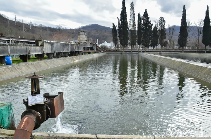 Как выращивают форель в Адлере Рыба, Форель, Как это сделано, Длиннопост, Разведение