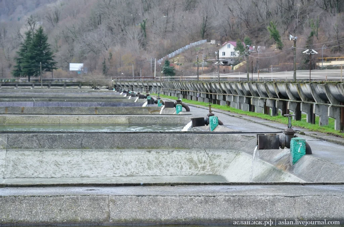 Как выращивают форель в Адлере Рыба, Форель, Как это сделано, Длиннопост, Разведение
