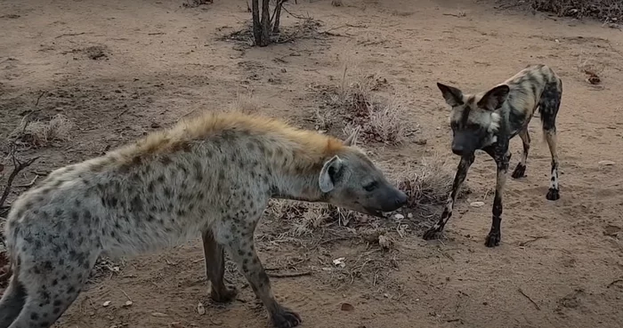 Fear, love and hate in the savannah... - Spotted Hyena, Hyena dog, a lion, Savannah, Africa, South Africa, Kruger National Park, The national geographic, Video, Longpost, Wild animals