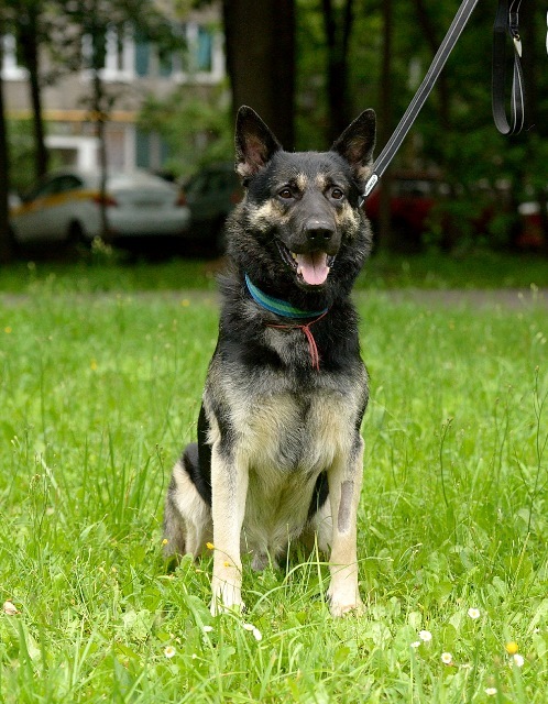 Moscow and region, 4.5 year old shepherd looking for a home - My, No rating, In good hands, Moscow, East European Shepherd, Pets, Dog, Longpost