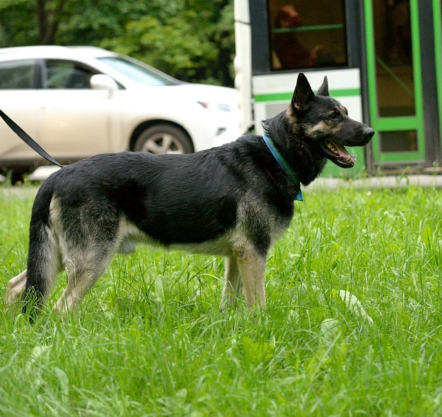 Moscow and region, 4.5 year old shepherd looking for a home - My, No rating, In good hands, Moscow, East European Shepherd, Pets, Dog, Longpost