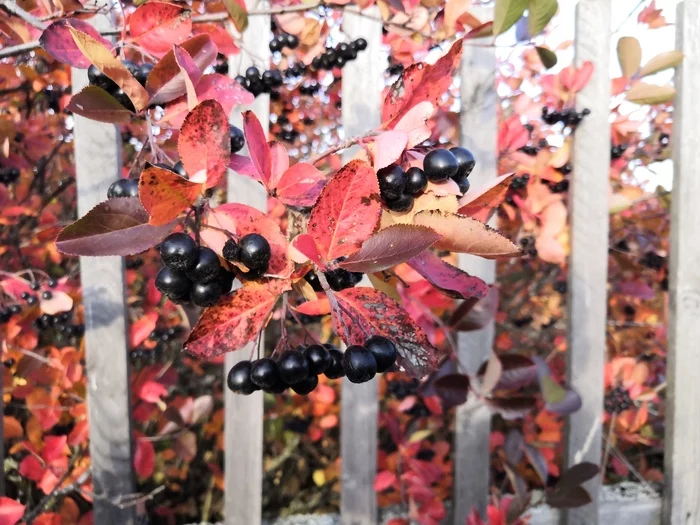 Chokeberry - My, Rowan, The photo, Autumn, Leaves, Chokeberry