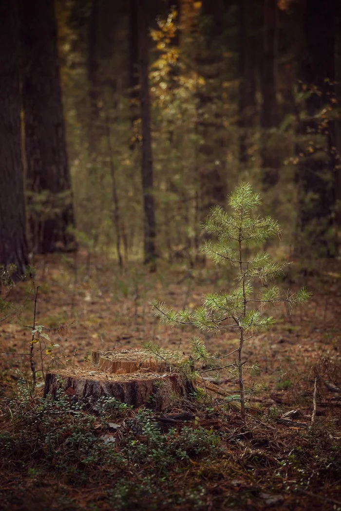 Orphan - My, The photo, Forest, Tree, Stump, Felling, Pine