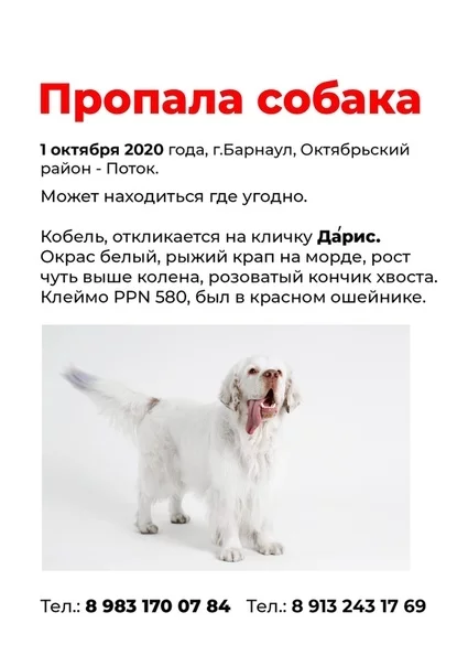 Barnaul! Search for the dog! UPD Found - Dogs and people, Dog, Barnaul, Search, No rating, The dog is missing