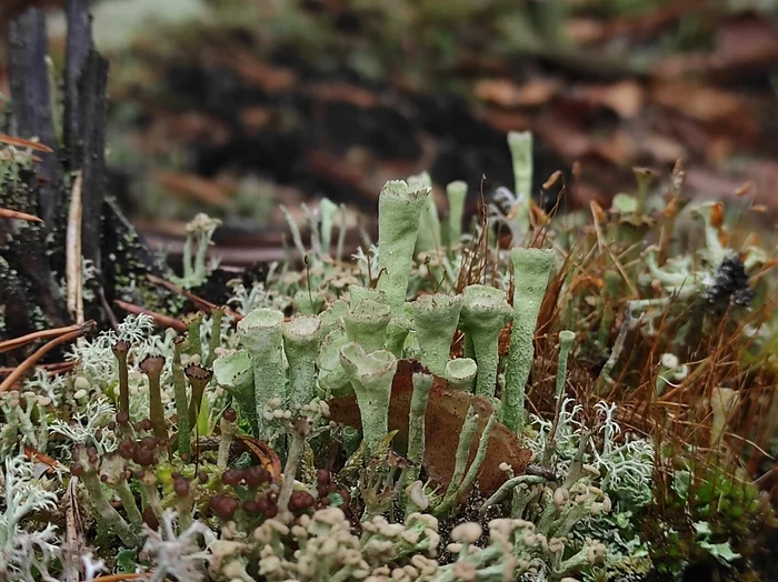 Cladonia - My, Mobile photography, Lichen, Cladonia shapeless, Nature, Longpost