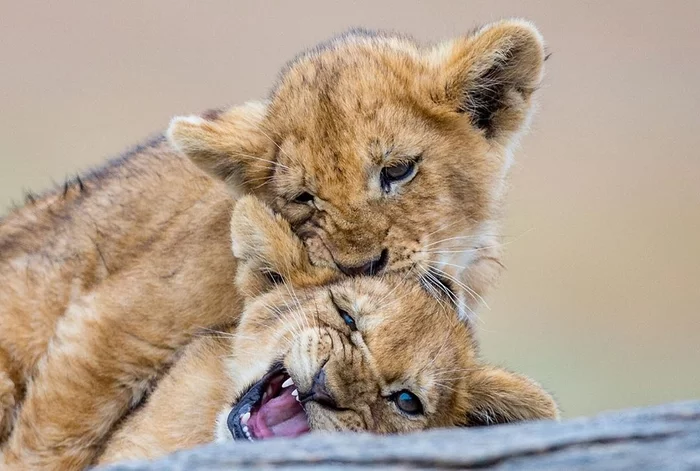 Why are you biting? - The photo, Animals, wildlife, a lion, Lion cubs, Kus, Big cats