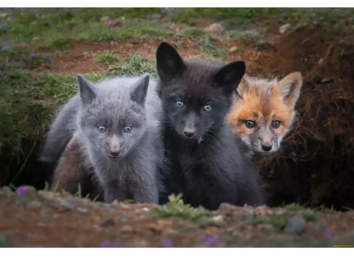 Fox cubs (silver foxes, arctic foxes, fennec foxes) - Fox, Fenech, Arctic fox, Chernoburka, Fox cubs, Canines, Animals, Young, Milota, The photo, Longpost