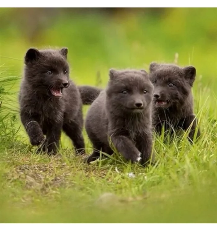 Fox cubs (silver foxes, arctic foxes, fennec foxes) - Fox, Fenech, Arctic fox, Chernoburka, Fox cubs, Canines, Animals, Young, Milota, The photo, Longpost