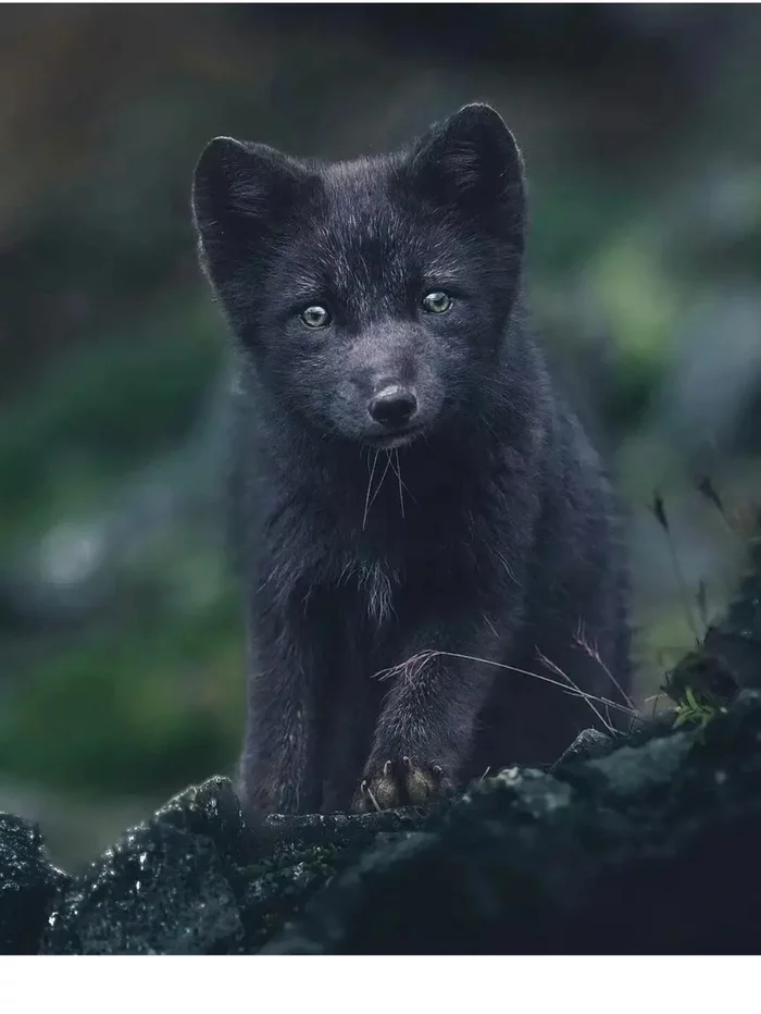 Fox cubs (silver foxes, arctic foxes, fennec foxes) - Fox, Fenech, Arctic fox, Chernoburka, Fox cubs, Canines, Animals, Young, Milota, The photo, Longpost