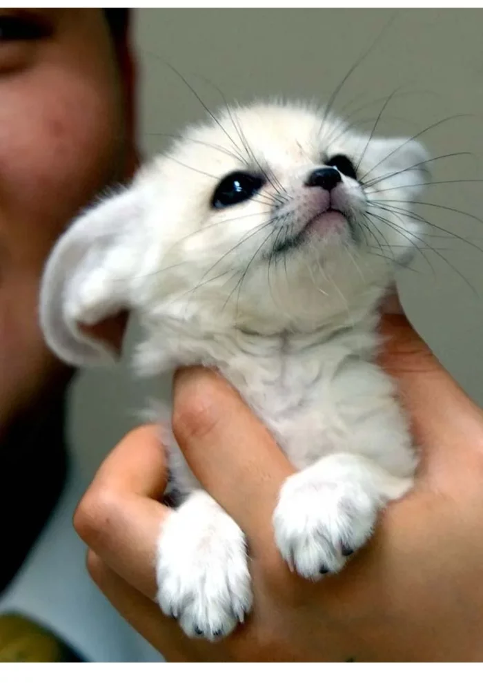 Fox cubs (silver foxes, arctic foxes, fennec foxes) - Fox, Fenech, Arctic fox, Chernoburka, Fox cubs, Canines, Animals, Young, Milota, The photo, Longpost