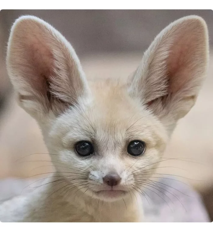 Fox cubs (silver foxes, arctic foxes, fennec foxes) - Fox, Fenech, Arctic fox, Chernoburka, Fox cubs, Canines, Animals, Young, Milota, The photo, Longpost