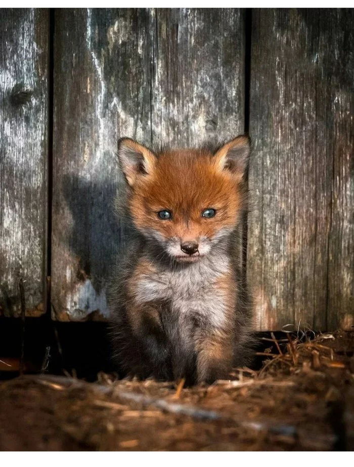 Fox cubs (silver foxes, arctic foxes, fennec foxes) - Fox, Fenech, Arctic fox, Chernoburka, Fox cubs, Canines, Animals, Young, Milota, The photo, Longpost
