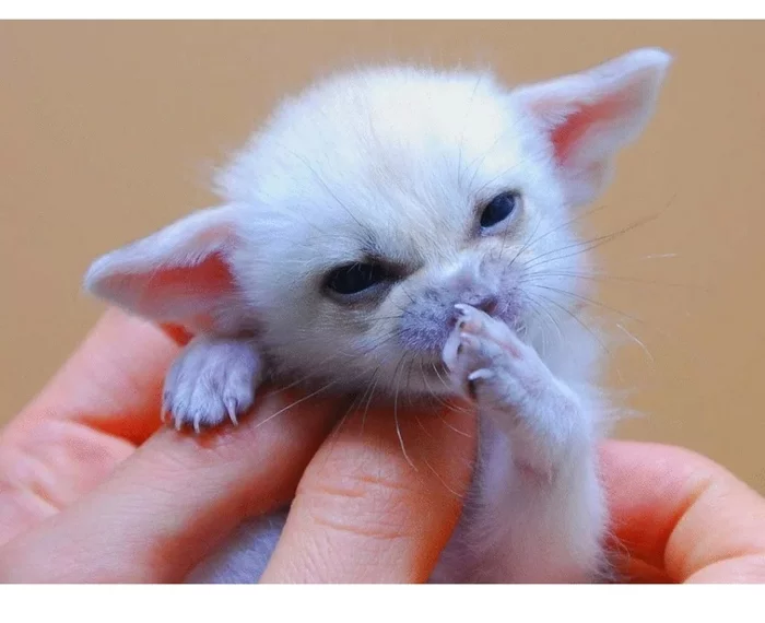 Fox cubs (silver foxes, arctic foxes, fennec foxes) - Fox, Fenech, Arctic fox, Chernoburka, Fox cubs, Canines, Animals, Young, Milota, The photo, Longpost