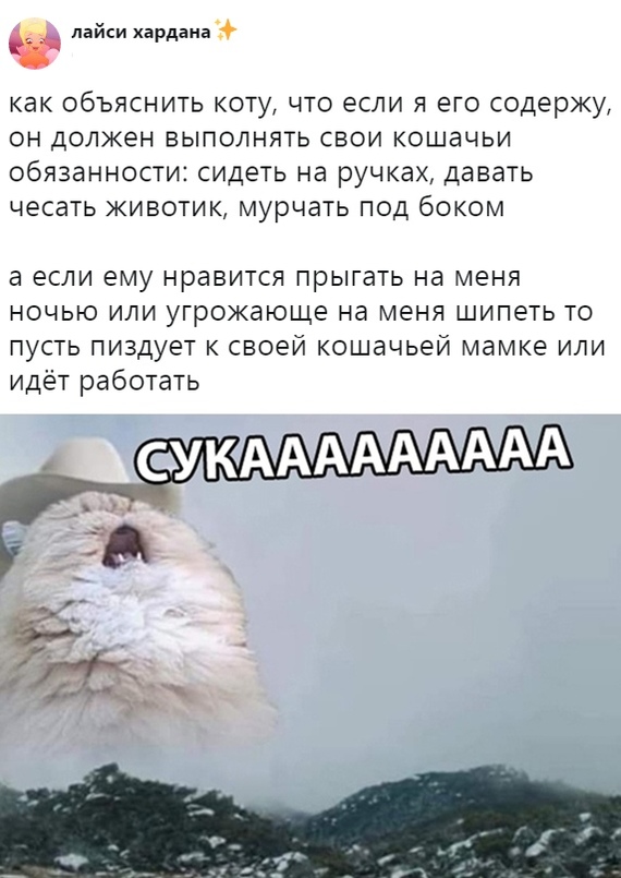 Коты такие коты...