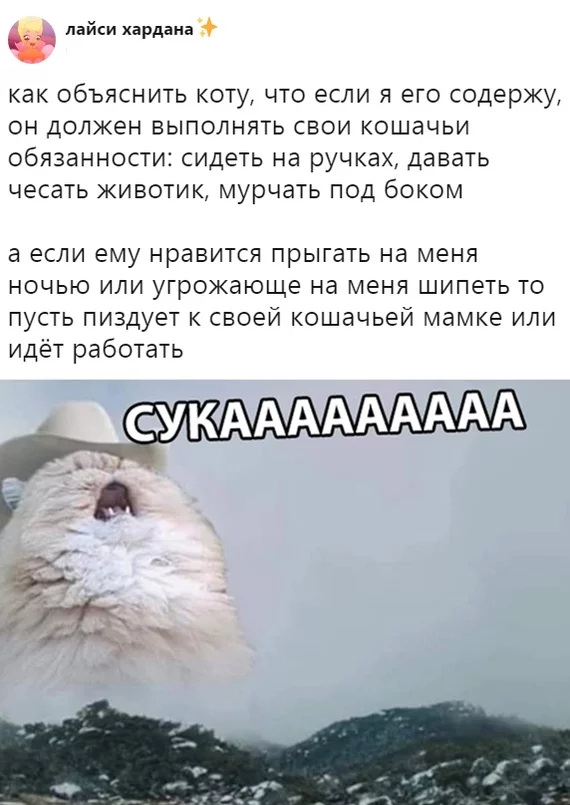 Коты такие коты... - Кот, Юмор, Из сети, Мат