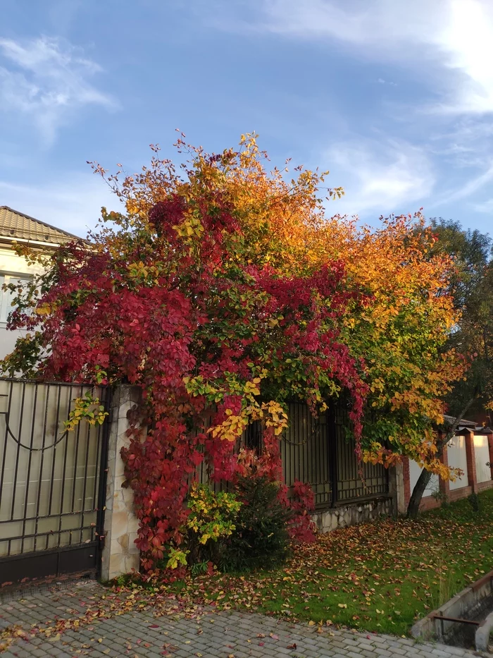 All the colors of autumn on one tree - My, Autumn, Tree, Three colours, Riot of colors, Подмосковье, Autumn leaves